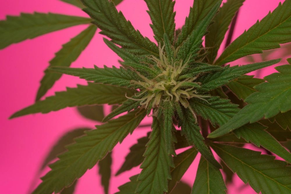 Want To Really Know The Basic Terms Of CBD 